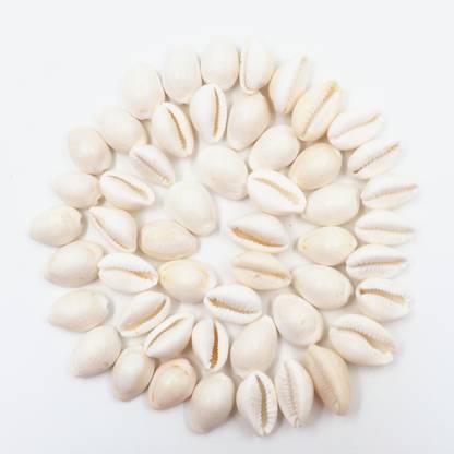 Parashara Arkam White Kauri / Safed Kodi / White Kaudi / Safed Kauri / Premium Quality for Puja - Set of 51 Pcs Stone Pack of 51 Decorative Showpiece  -  1.6 cm