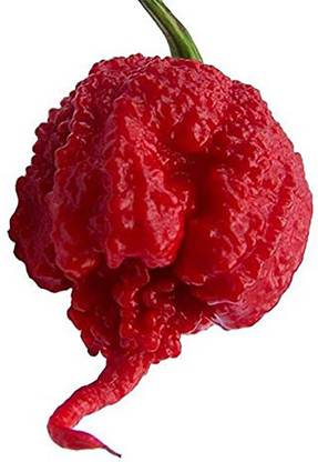 Trothic Gardens World's Hottest Chili Pepper - Rare ' Trinidad Moruga Scorpion chilli ' Seed