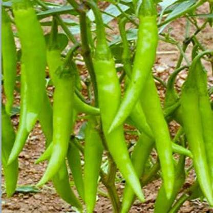 DROXTY ® XX-1155-Organic Desi Chilli Jwala Seeds Seed