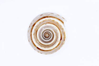 Pandit NM Shrimali Natural Original Vishnu Gomati Chakra (Shell) 1Pc Ceramic Yantra