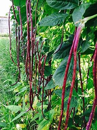 LushGreen Gardens RED COWPEA - Red Long Beans/Barbatti - Vegetable Seed Seed