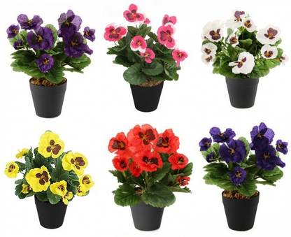 NurseryNature Pansay Seed