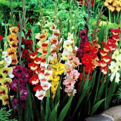 ABN Retail Gladiolus/Sword Lily Flower Bulbs Seed