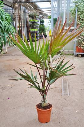 NurseryNature Latania Palm Plant