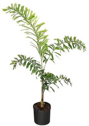 NurseryNature Foxtail Palm Plant