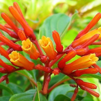 NurseryNature Hamelia Plant