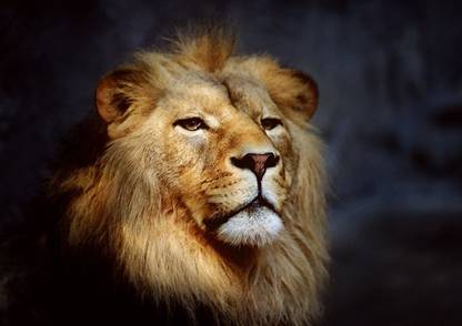 Lion Posters For Room Office Home Hall Wall 3D Poster