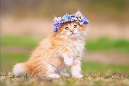 Cute Cat Posters For Room Office Home Hall Wall 3D Poster