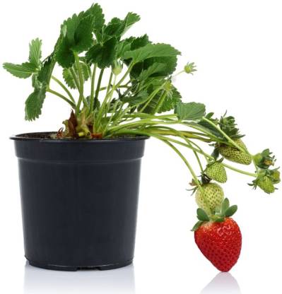 natikrd Strawberry Plant Price in India - Buy natikrd Strawberry Plant ...
