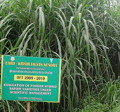 IAgriFarm CO3 Napier multi-cut hybrid Grass | Pack of 100 Root Slips Seed