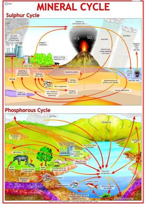 Environment Chart - Mineral Cycle Photographic Paper