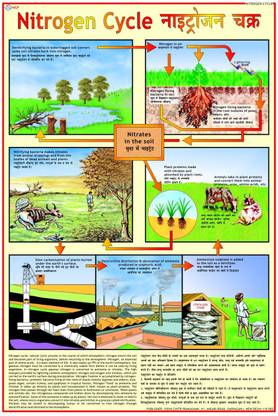 Environment Chart - Nitrogen cycle Photographic Paper