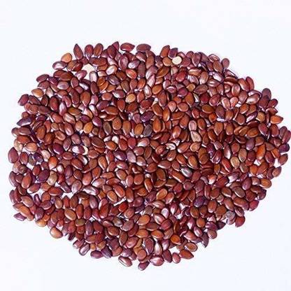 Green India Subabul- Leucaena leucocephala,subabul tree seeds Pack of 400 g Seed