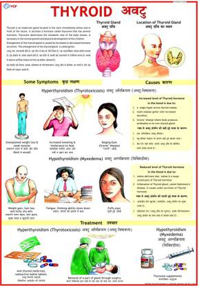 Thyroid Chart Photographic Paper