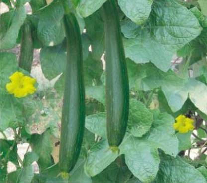 Dream mall Seeds Sponge Gourd, Peechinga, Goshali, Ghiya Tori Seeds - Sponge Gourd Dark Seeds Seed