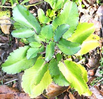ORETIC Bryophyllum Pinnatum/Patharchatta Plant