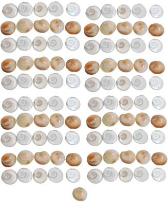 Saptraag Gomati Gomti Chakra ( 2.5 cm, 101 Pc) Decorative Showpiece  -  2.5 cm
