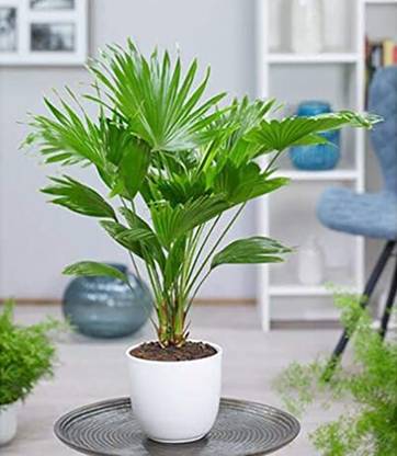 Trothic China Palm Plant