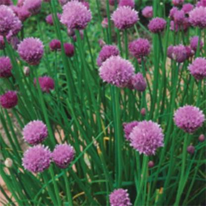 VibeX ® XXL-8 Common Chives Herb Seeds Seed