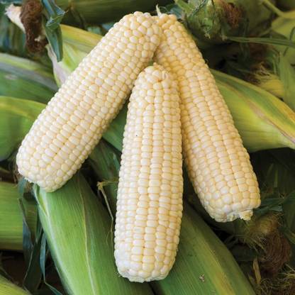 VibeX ® XLR-18 Amaize Hybrid (Sh2) Sweet Corn Seeds Seed