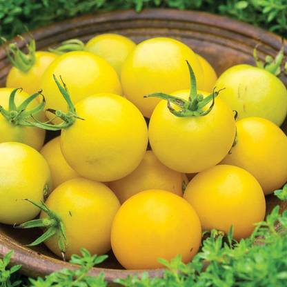 Biosnyg ®HUA-42 Honey Delight' Yellow Tomato Seed