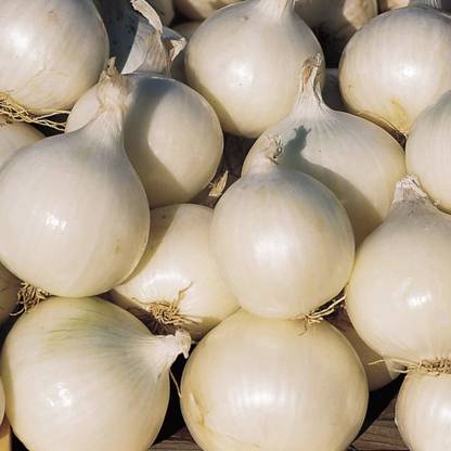 WILLVINE VVI-276 Gladstone White Onion Seed