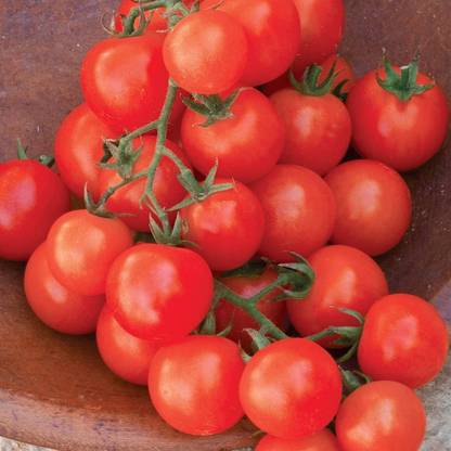 VibeX ® VXI-509 Sweetie' Organic | Heirloom Red Cherry Tomato Seed