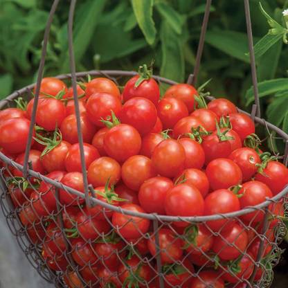 VibeX ® LXI-296 Cherry Baby' Hybrid |Red Tomato Seed