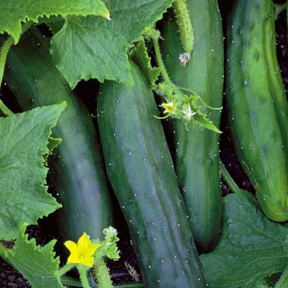 VibeX ® XXL-54 Marketmore Cucumber, Green Seed