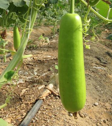 CooPany BOTTLE GOURD / LAUKI / SURAKAI SEEDS Seed
