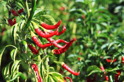 CooPany CHILLI SEEDS / MILAGAI SEEDS 30 Seed