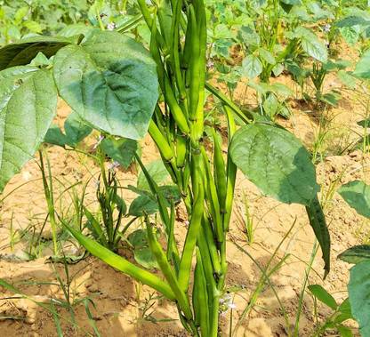 CooPany CLUSTER BEANS /GUAR BEAN / KOTHAVARANGA / SEENIYAVARAKA SEEDS 200 Seed