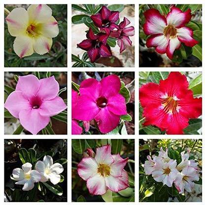 GreenyOn Adenium Plant