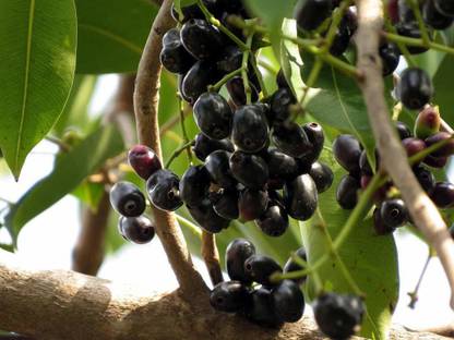 VibeX Jamun Seed