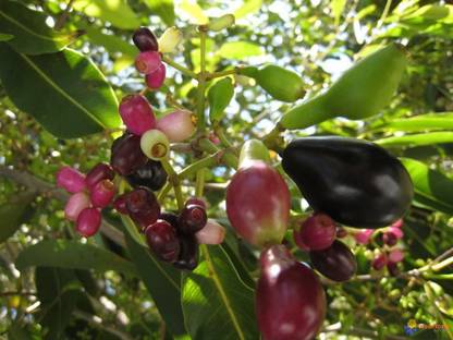 VibeX jamun Seed