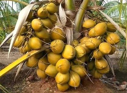My Dream Nursery Coconut Plant