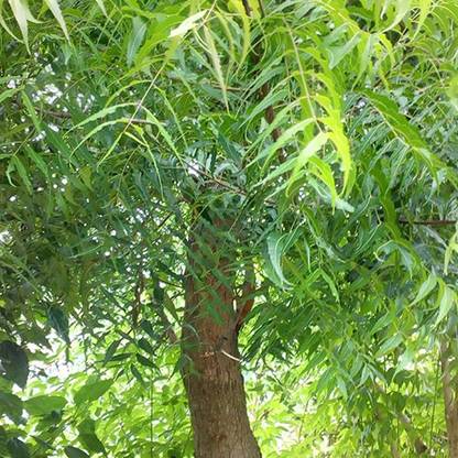 LushGreen Neem Plant