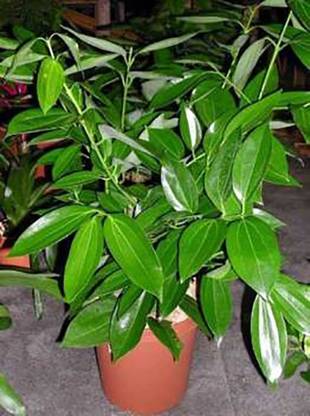 JR GLOBLE Cinnamon Plant