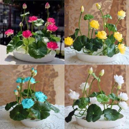 BEE Garden Bowl Lotus Mix Seed