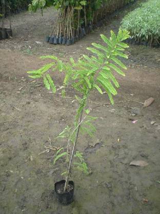 Platone Amla Plant