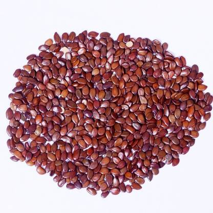 Garden Craft Subabul- Leucaena leucocephala,subabul tree seeds Seed