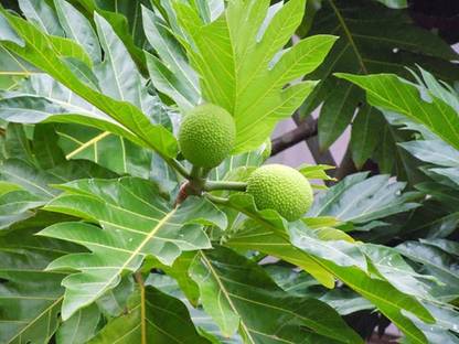 Trothic Breadfruit Plant