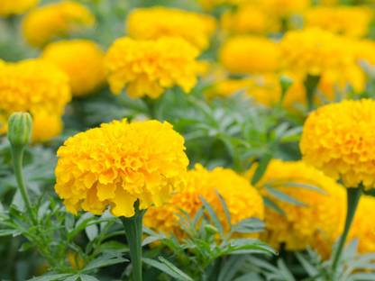 Paudha MariGold yellow Flower Seed