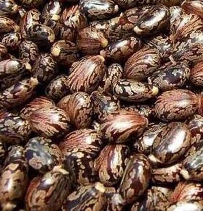 Subhadra Arandi Seed