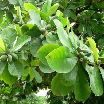 Entacloo Almond Plant