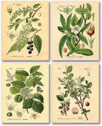 Popular Old-Fashioned Plant Botanical Prints Paper Print