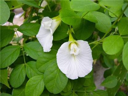 Beej Wala WHITE APARAJITA CLITOREA TERNATA EXTREMELY RARE FLOWER SEEDS ( 20 SEEDS) Seed
