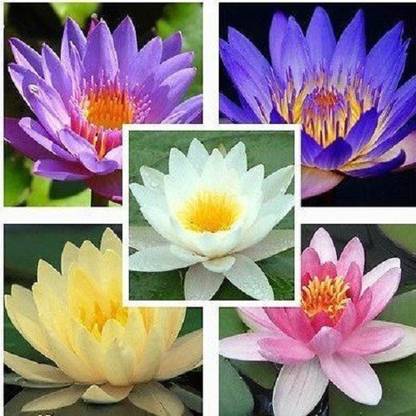 BEE Garden Seeds India Water Lily Flower (Mixed Colors) -25 Seed