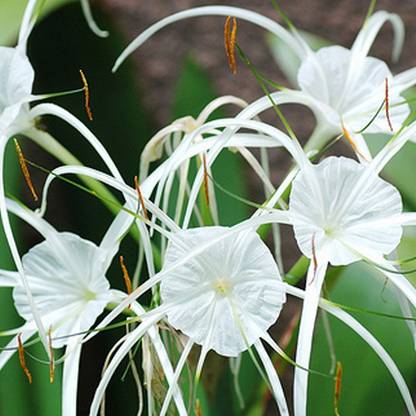 LIVE GREEN Spider Lily Seed