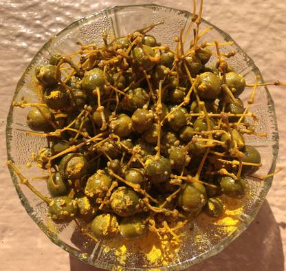 KOLAH'S KERDA PICKLE Tenti Pickle